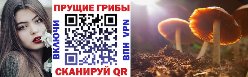 купить  цена  Чайковский  Псилоцибиновые грибы прущие грибы 